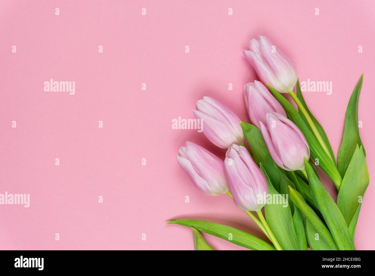 Beautiful pink spring tulips on a pink background. Copy space. estive composition for spring holidays. Valentine's day, international women's day, mot Stock Photo