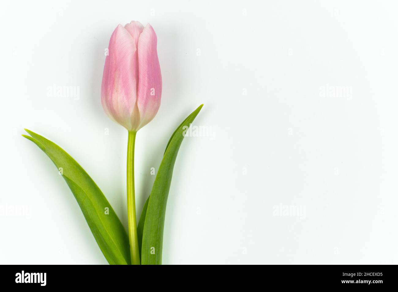 One pink tulip with green stem and leaves isolated on white background ...