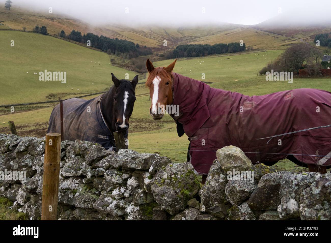 Protect horses from the cold hires stock photography and images Alamy