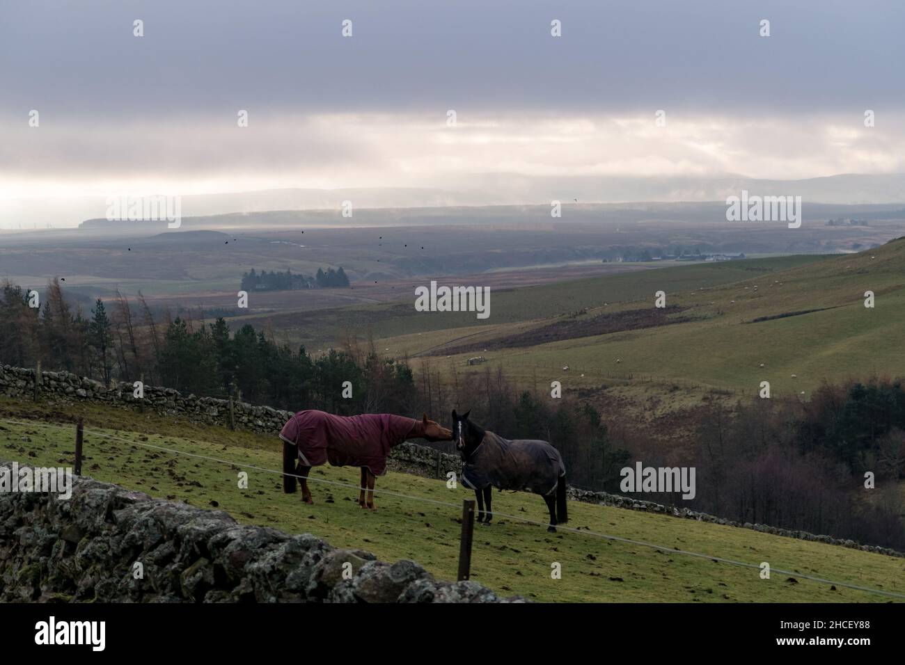 Two horses standing in a field on a winter day wearing a winter blanket to protect from the cold weather Stock Photo