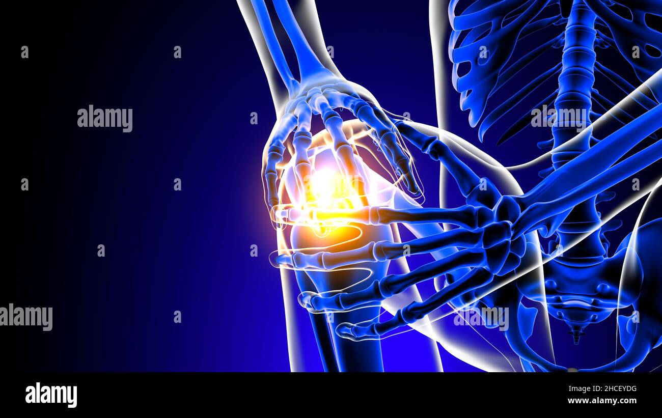 Knee joint pain Anatomy For Medical Concept 3D Illustration Stock Photo