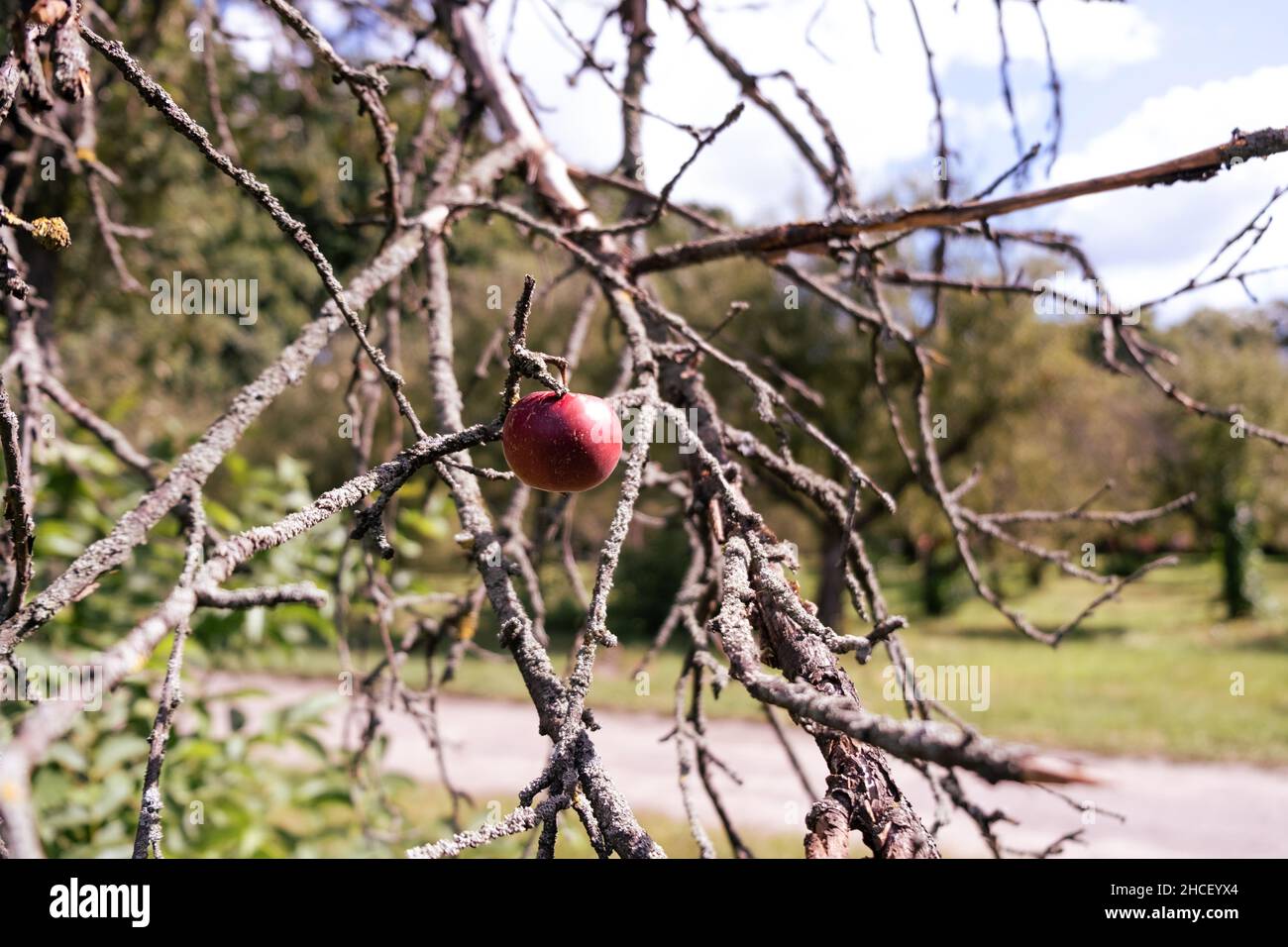 Single Apple Ripe Ripe single apple on a dry tree branch Stock Photo - Alamy