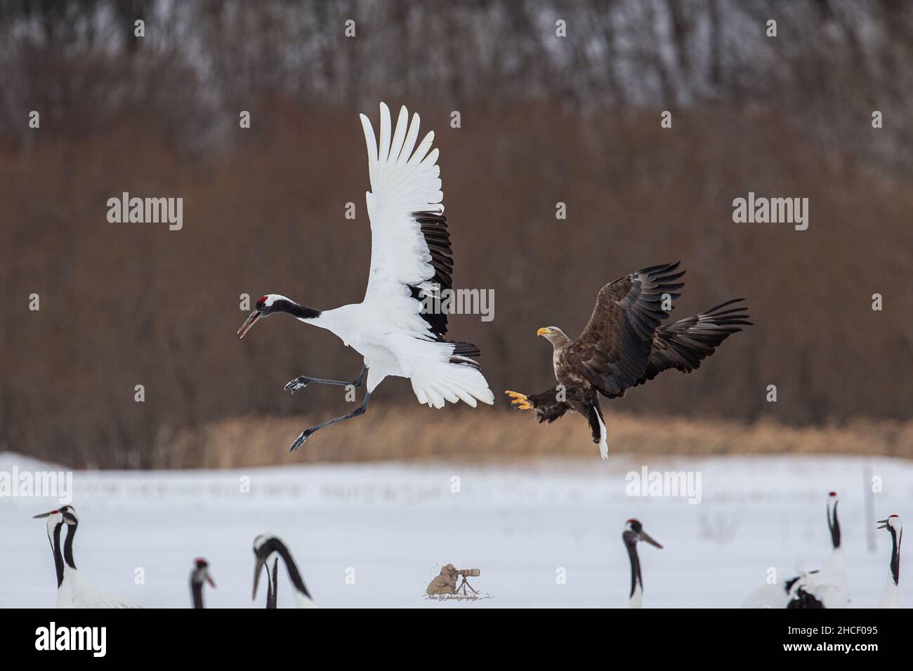 Crane and a hawk flying close to each other Stock Photo