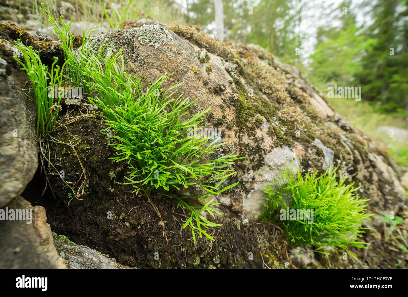 Forked spleenwort fern (Asplenium septentrionale) Stock Photo