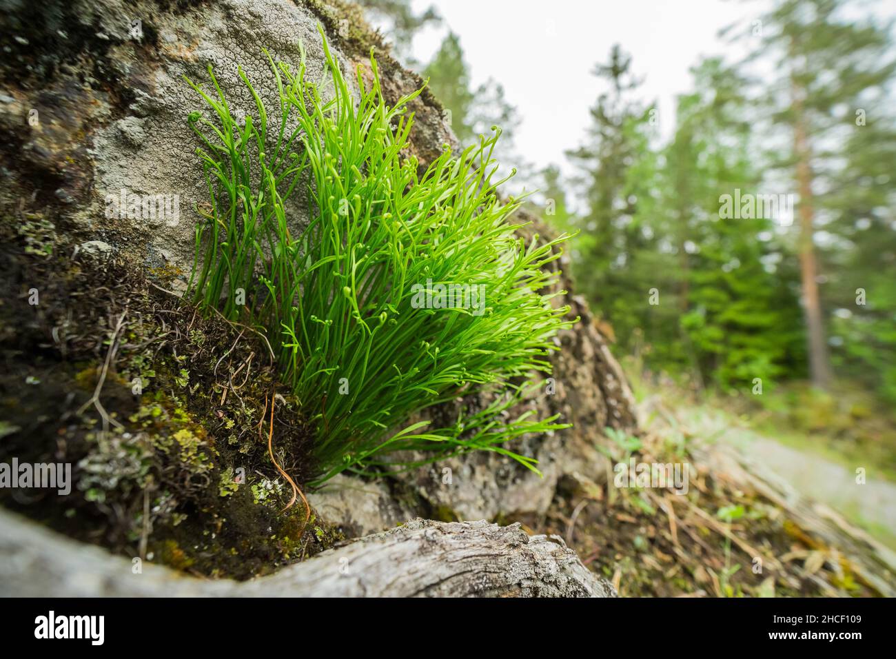 Forked spleenwort fern (Asplenium septentrionale) Stock Photo