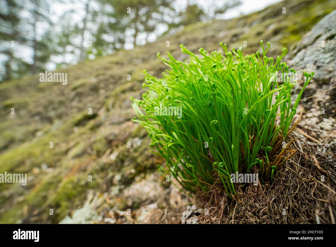Forked spleenwort fern (Asplenium septentrionale) Stock Photo