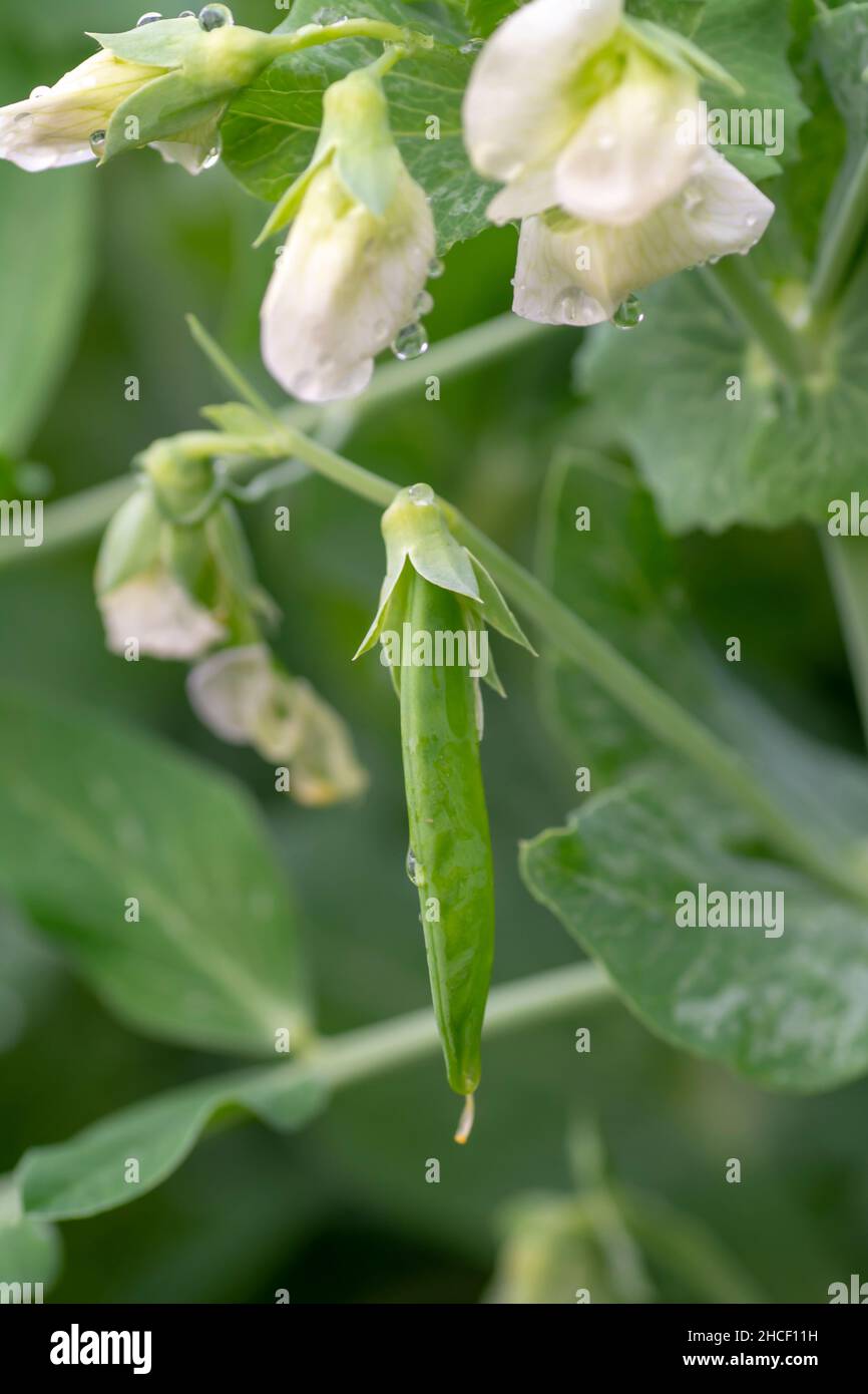 Flowering Garden Pea (Pisum sativum) in the garden. Pea plant blossom