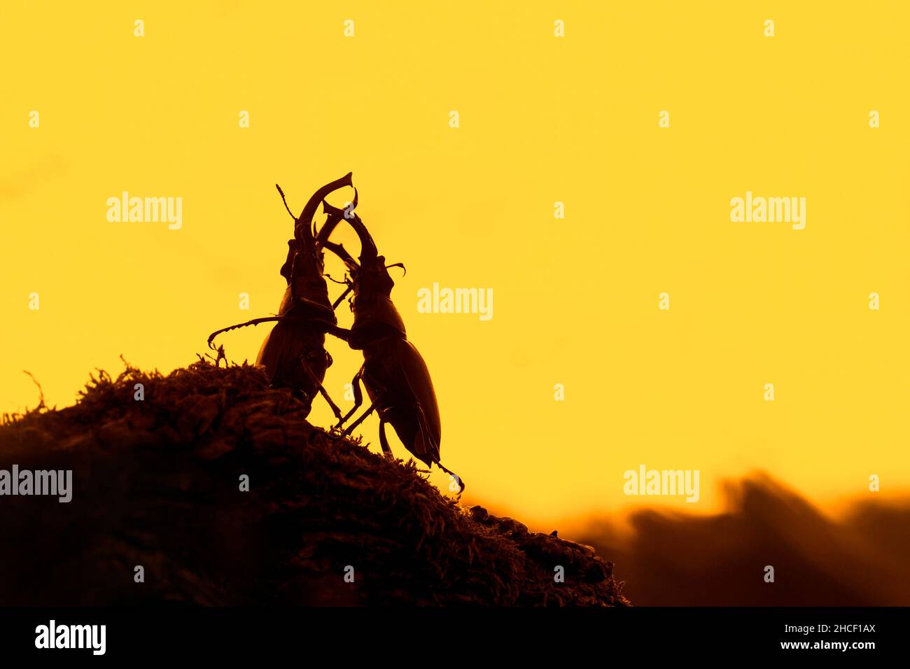 Two European stag beetle males (Lucanus cervus) fighting / wrestling with large mandibles / jaws, silhouetted against yellow sunset sky in summer Stock Photo