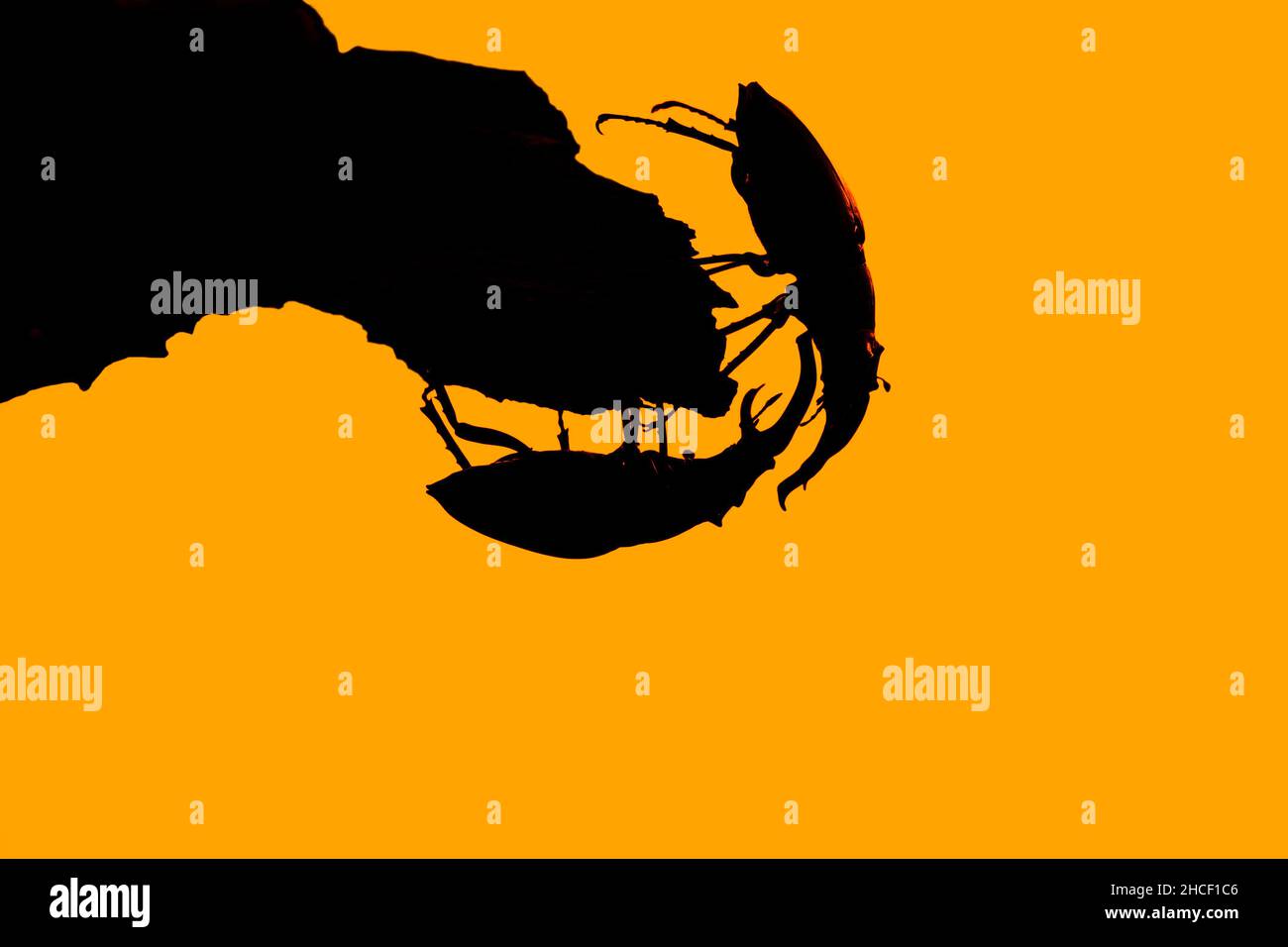 Two European stag beetle males (Lucanus cervus) fighting / wrestling with large mandibles / jaws, silhouetted against yellow sunset sky in summer Stock Photo