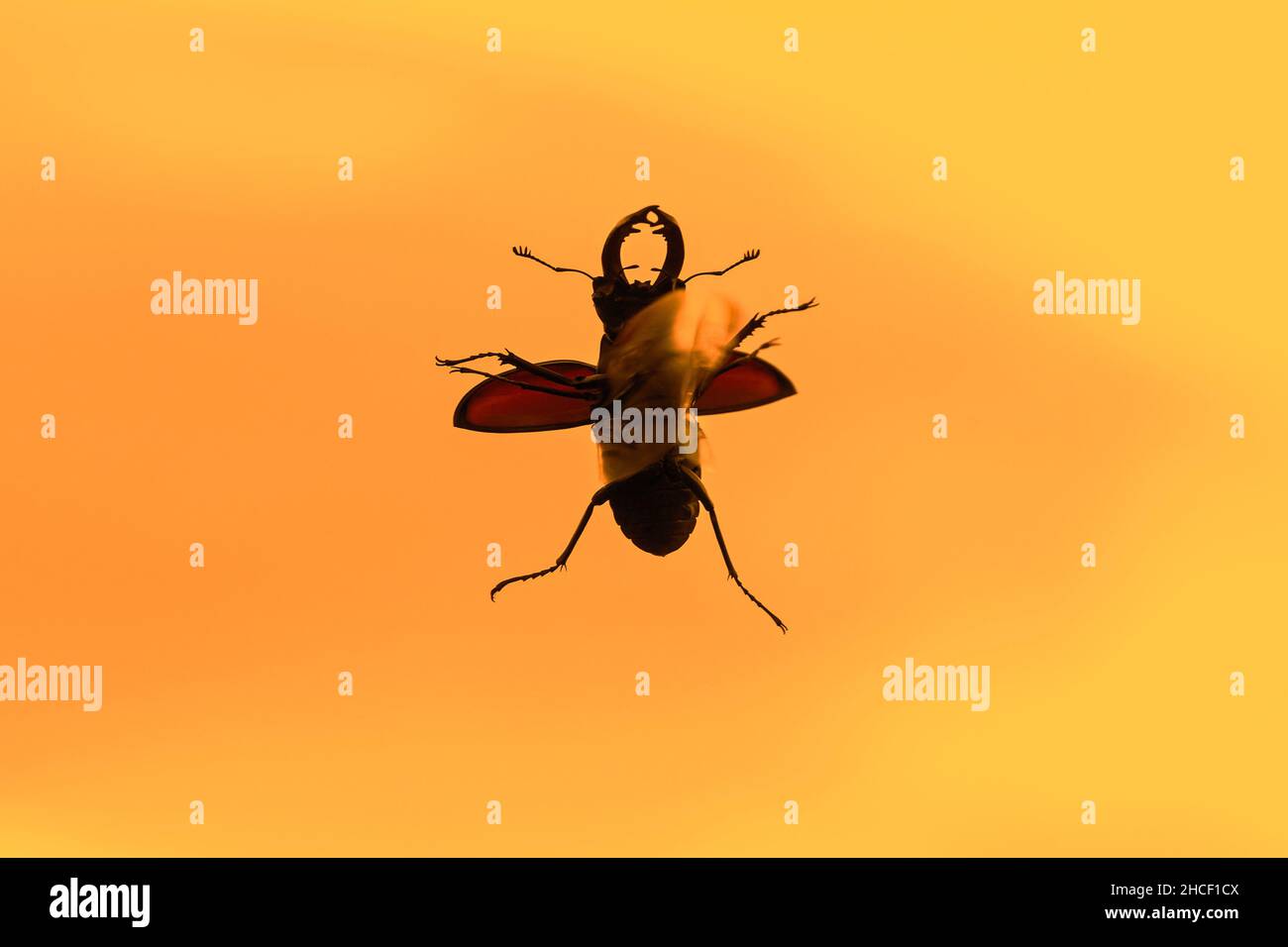 European stag beetle male (Lucanus cervus) in flight showing wings and open wing cases silhouetted against orange sunset sky in summer Stock Photo