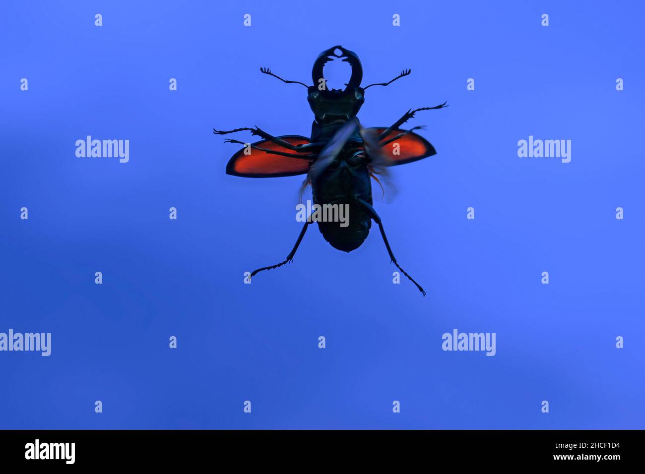 European stag beetle male (Lucanus cervus) in flight showing wings and open wing cases silhouetted against blue evening sky in summer Stock Photo