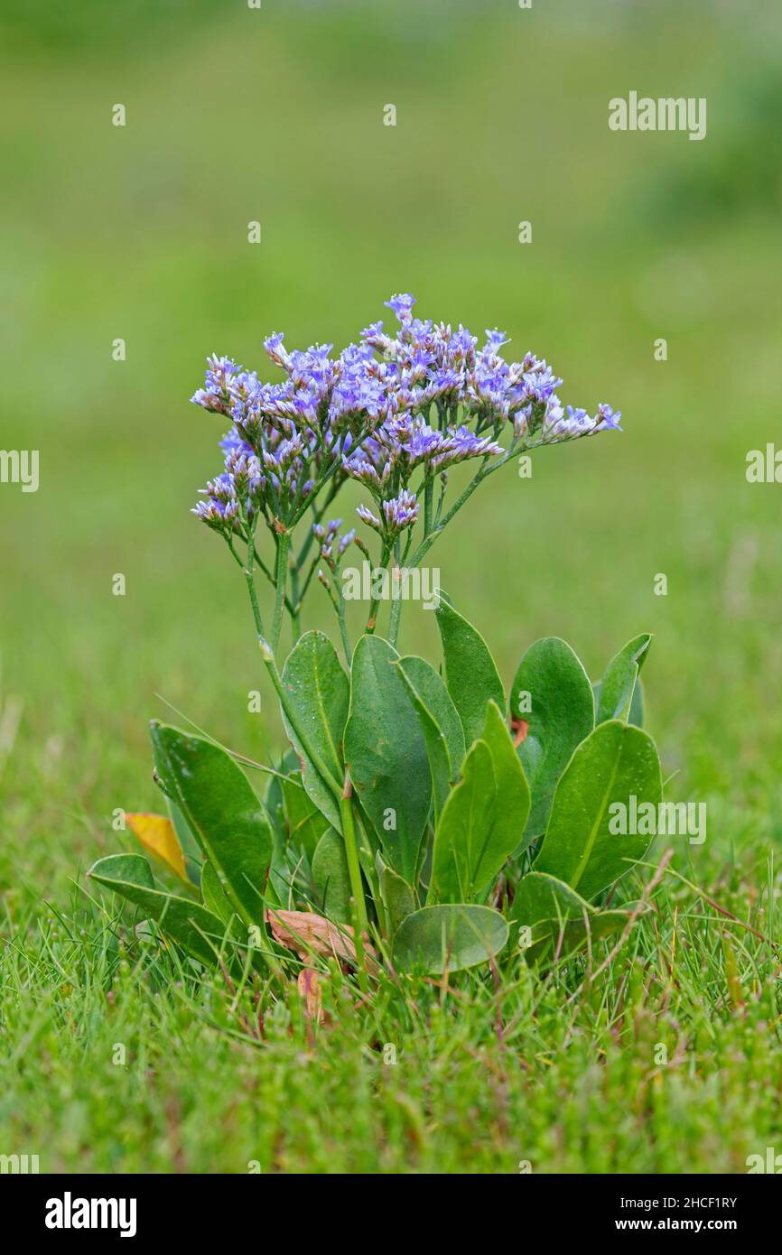 Common sea-lavender (Limonium vulgare) halophyte flower in salt marsh / saltmarsh in summer Stock Photo