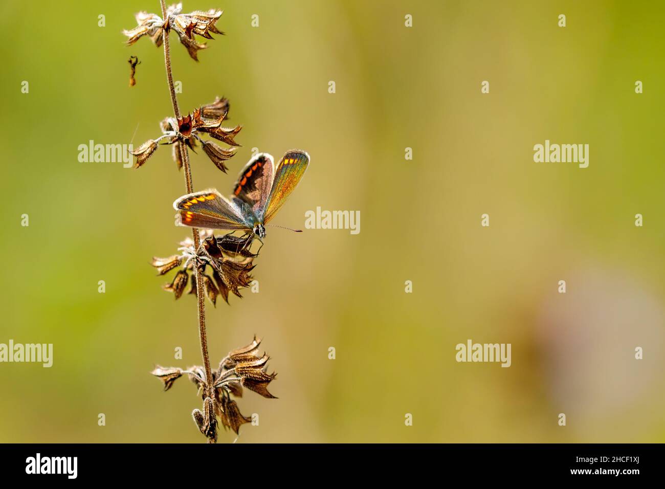 A silver studded blue Butterfly on a meadow Stock Photo