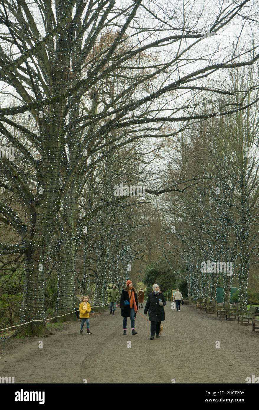 People walking in the winter with trees with Christmas illuminations by