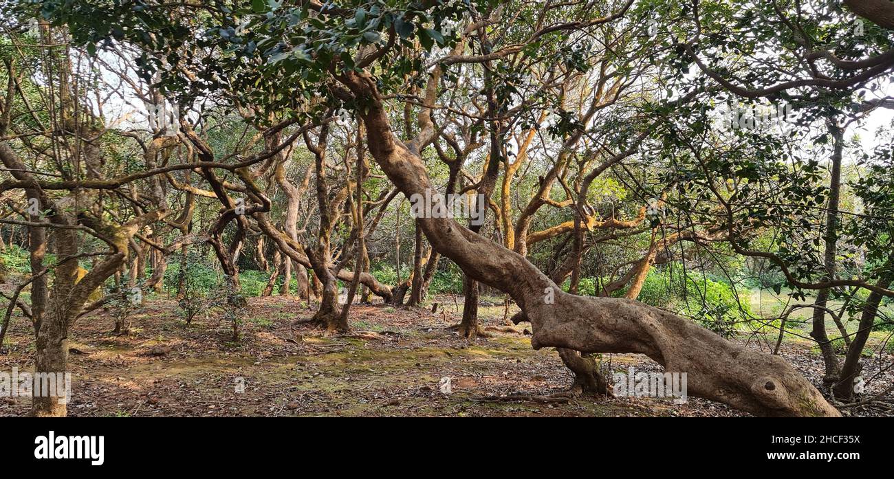 Brown and grey twisty trees near the parking space at Elphinstone Point, Mahabaleshwar, Mumbai, India. People use this place as picnic point. Shot aft Stock Photo