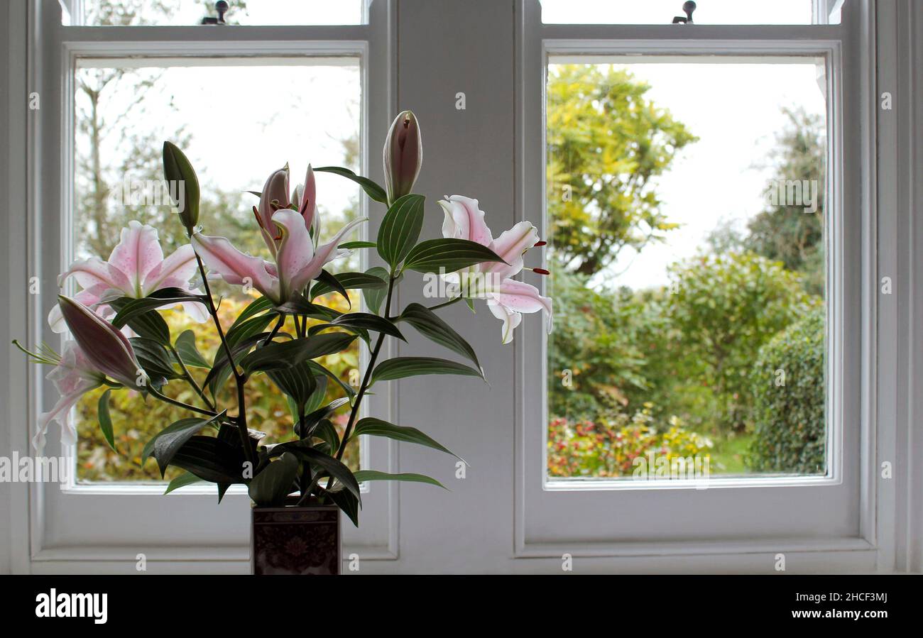 A vase of Oriental Lilies (Lilium)  framing a double window into the garden Stock Photo