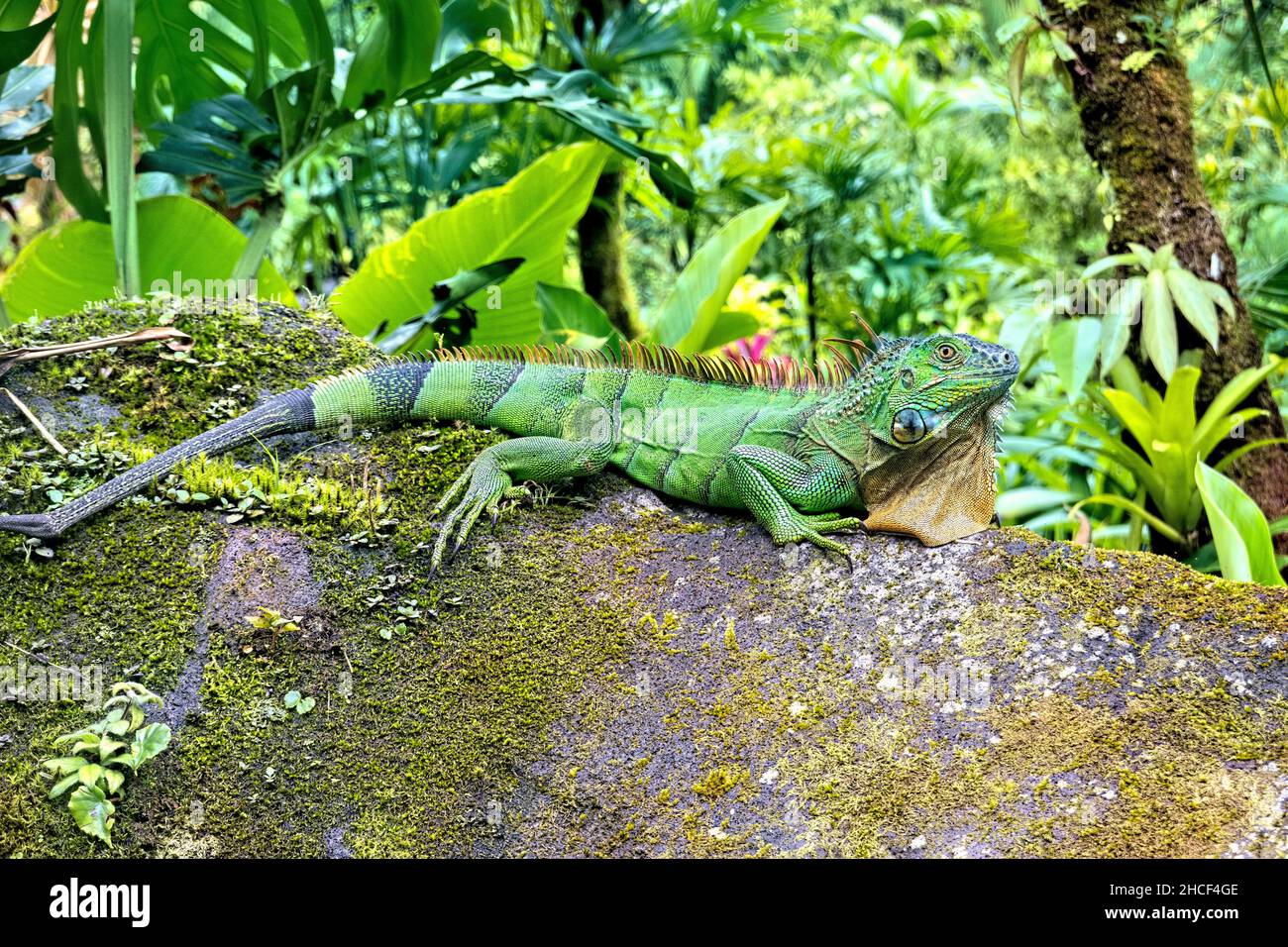 Green iguana, Arenal National Park, La Fortuna, Costa Rica Stock Photo