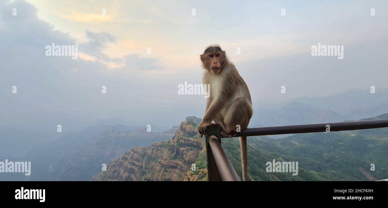 Asian monkey of India sitting on the edge of a cliff with a curious expression. Shot with blue cloudy sky and the mahabaleshwar range of mountains Stock Photo