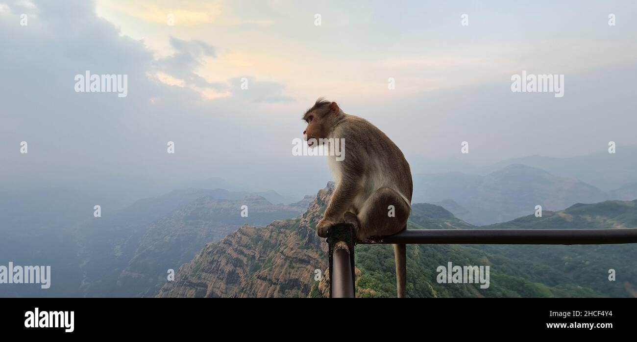 Asian monkey of India sitting on the edge of a cliff with a curious expression. Shot with blue cloudy sky and the mahabaleshwar range of mountains Stock Photo