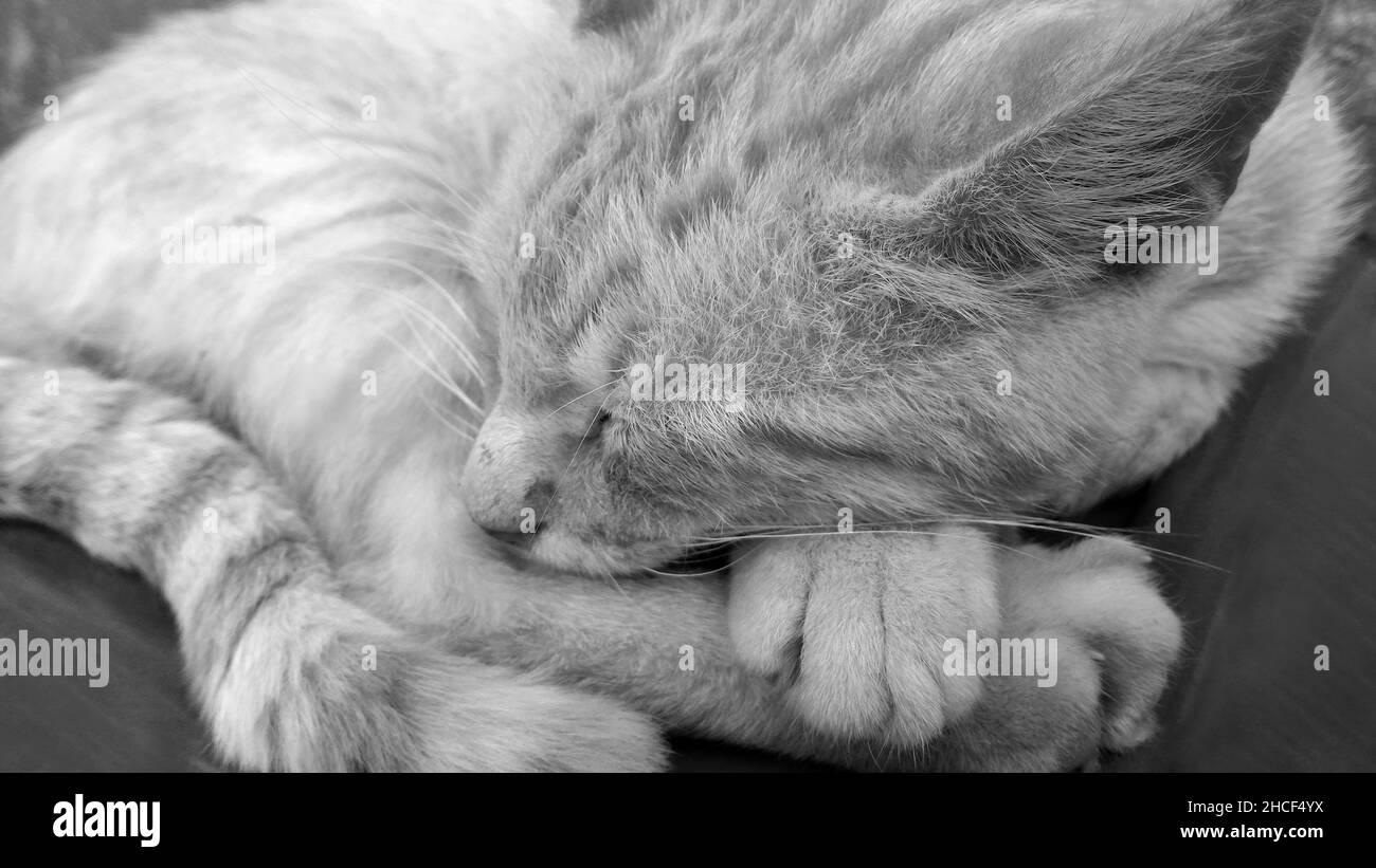 Closeup of senior cat sleeping, black and white photo Stock Photo