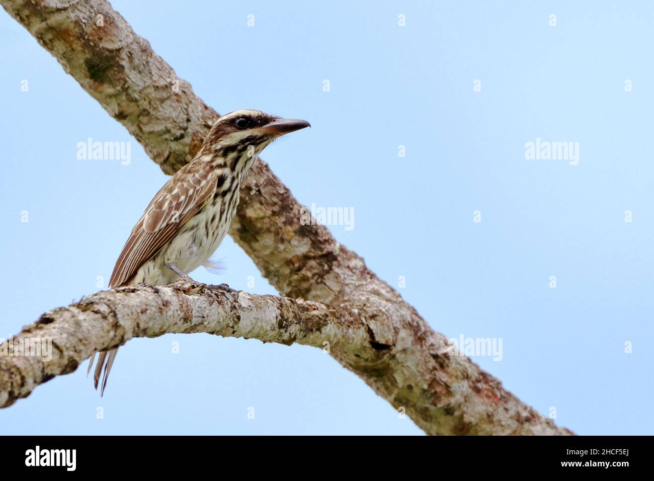 Streaked Flycatcher (Myiodynastes maculatus) perched on a branch above the blue sky. Stock Photo