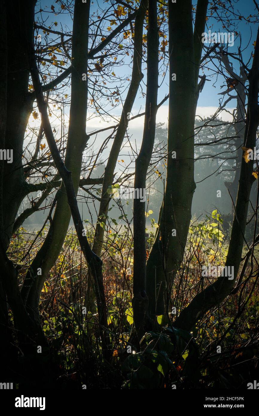 A beautiful landscape of sunlight penetrating through the tree stems Stock Photo