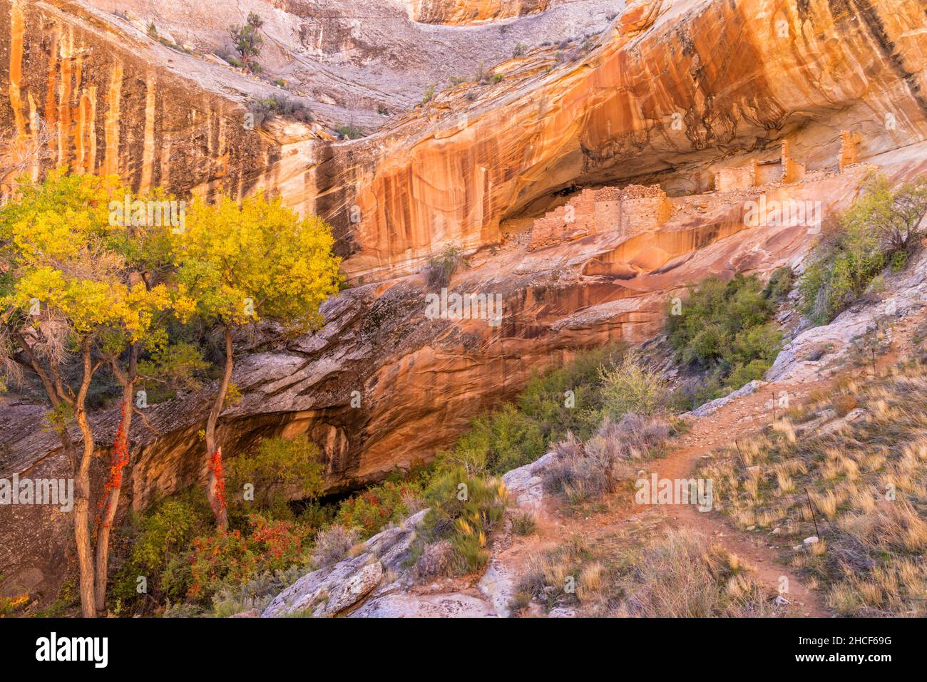 Well-preserved Monarch Cave Cliff Dwelling in Fall color on Comb Ridge off Butler Wash in Bears Ears National Monument is Southeast Utah. Stock Photo