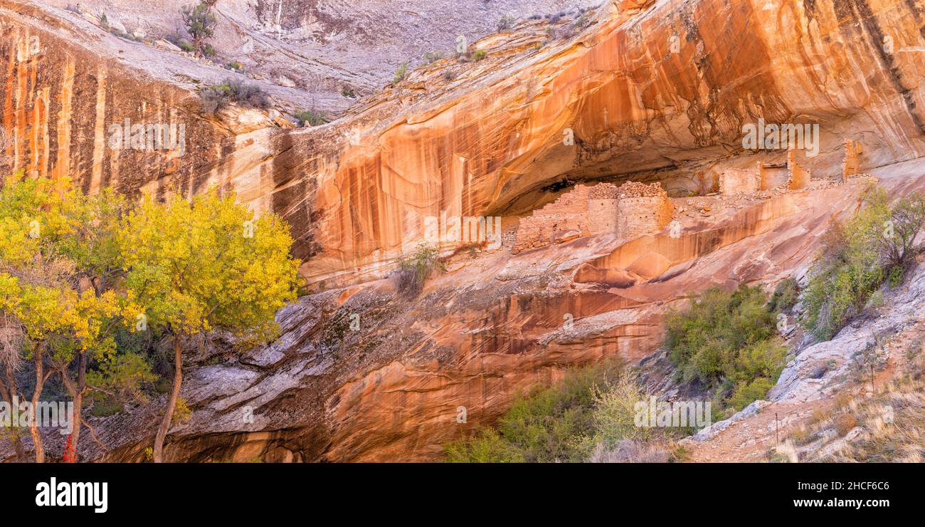 Well-preserved Monarch Cave Cliff Dwelling in Fall color on Comb Ridge off Butler Wash in Bears Ears National Monument is Southeast Utah. Stock Photo