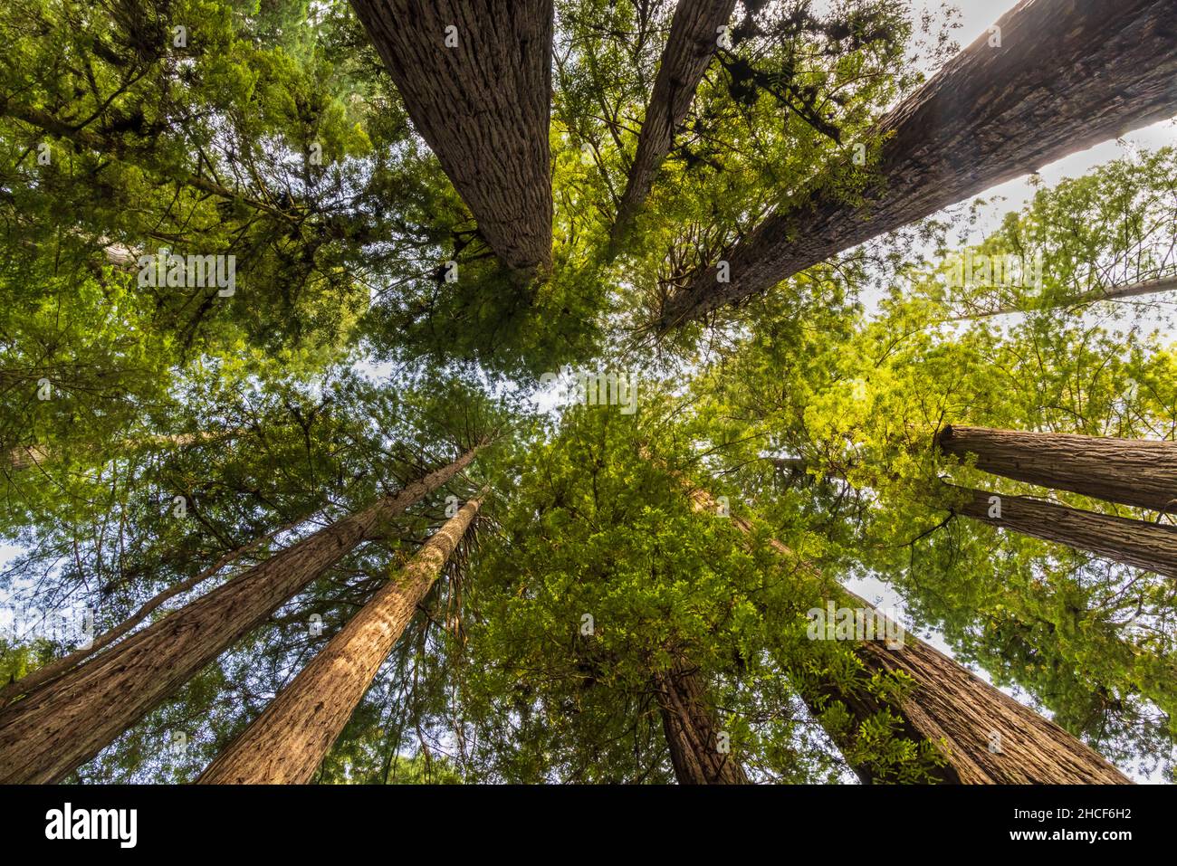 Coastal redwoods hires stock photography and images Alamy