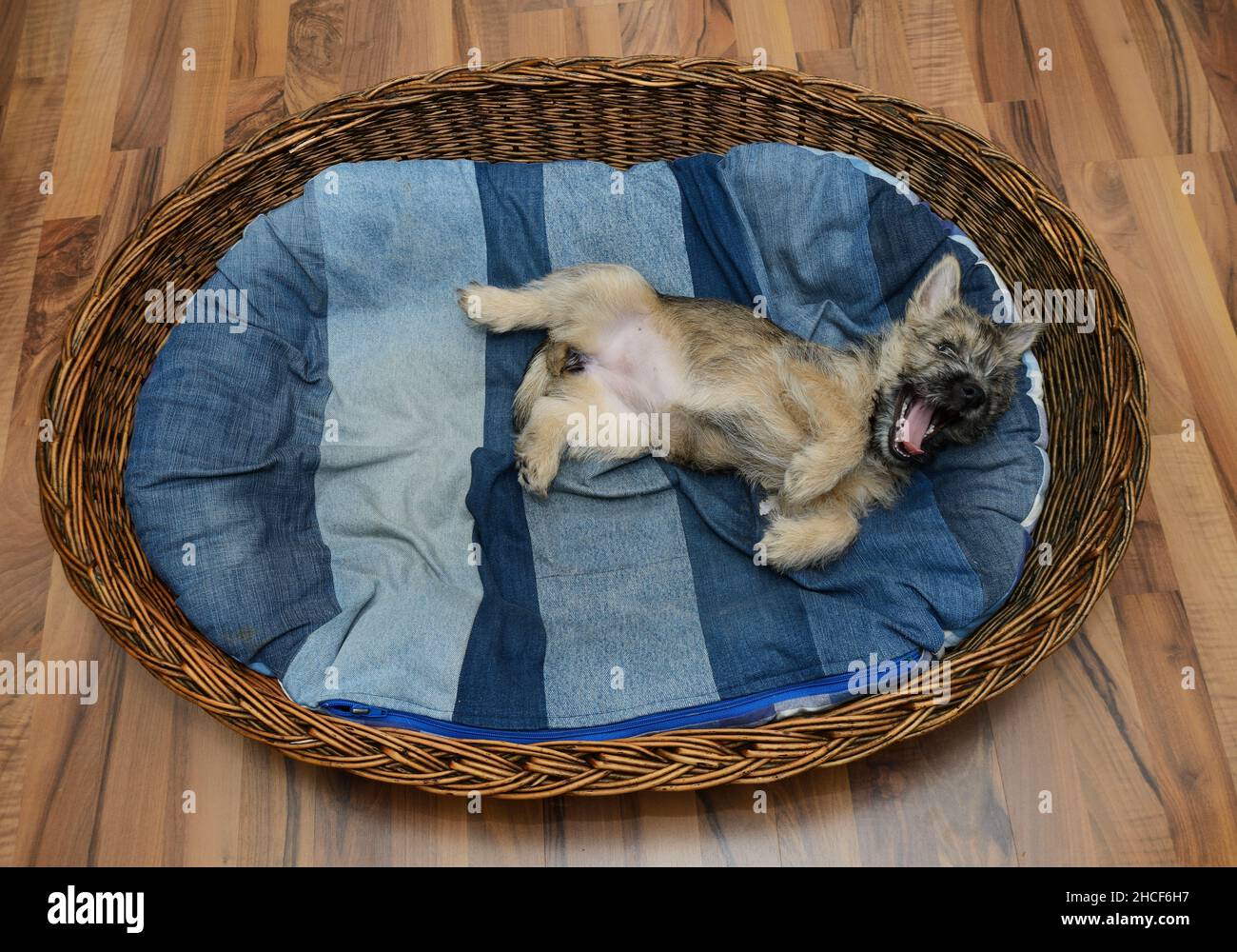 funny cairn terrier puppy in his basket on the mattres Stock Photo