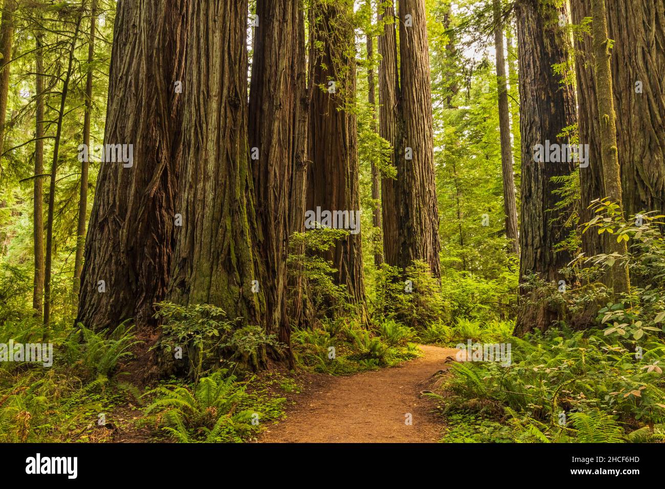 A foot trail runs between the bases of giant redwood trees the Simpson Reed Grove in Jedediah Smith Redwoods State Park, Crescent City, California. Stock Photo