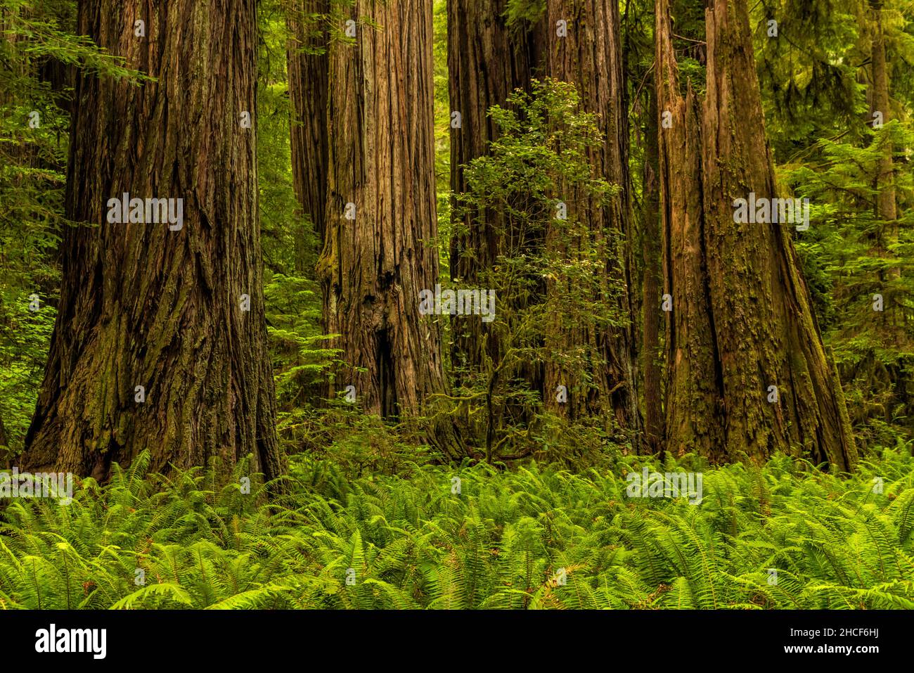 Sword Ferns surround the base of giant redwood trees the Simpson Reed Grove in Jedediah Smith Redwoods State Park, Crescent City, California. Stock Photo