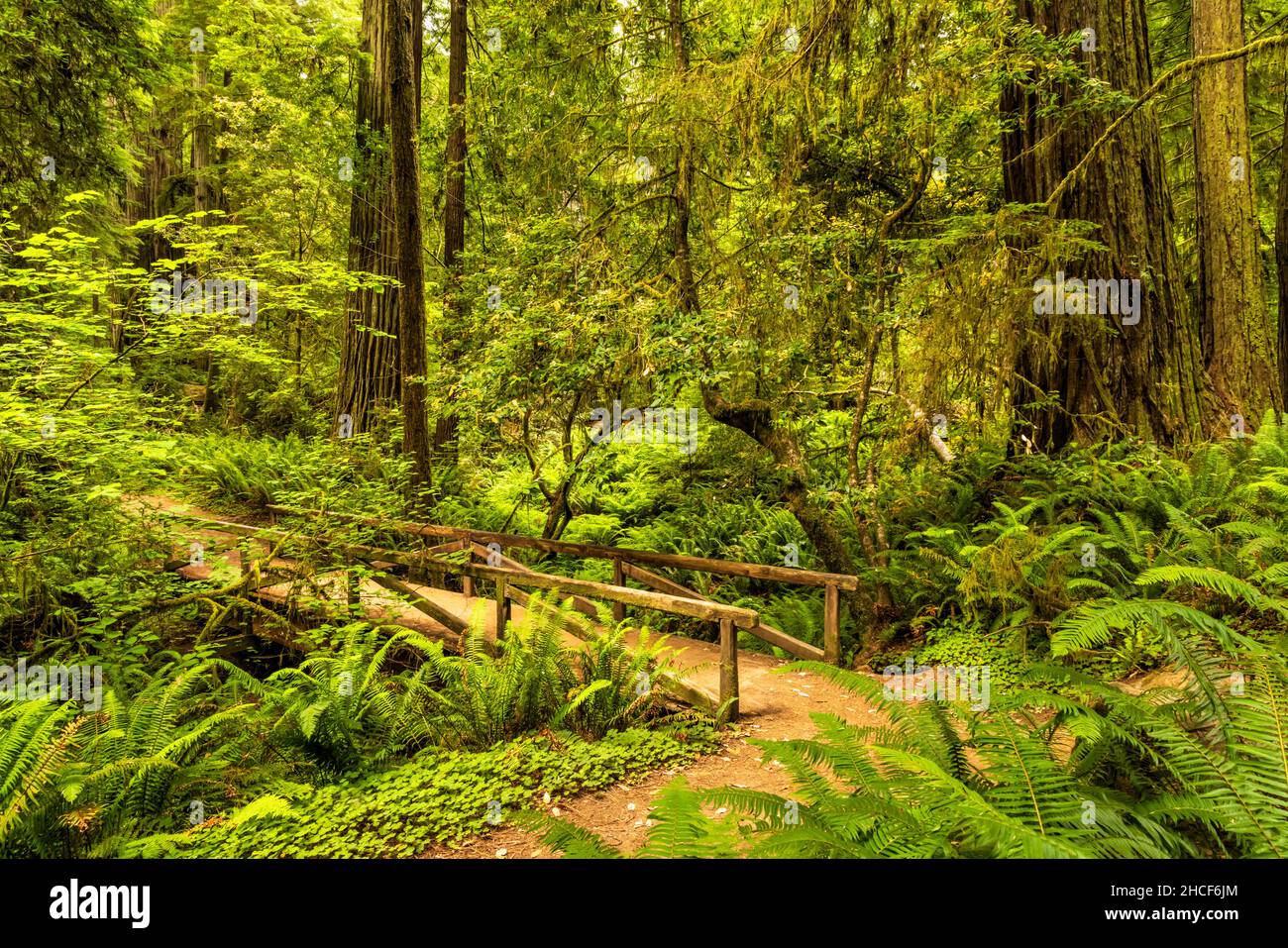 Trail crosses a footbridge in the Simpson Reed Grove in Jedediah Smith Redwoods State Park, Crescent City, California. Stock Photo