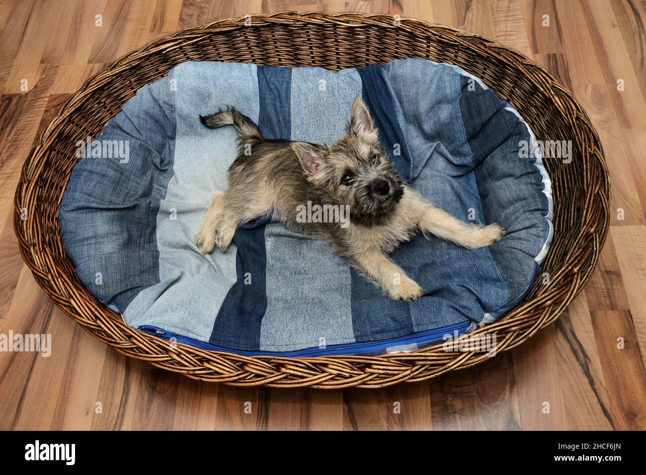 cute cairn terrier puppy in his basket on the mattres Stock Photo