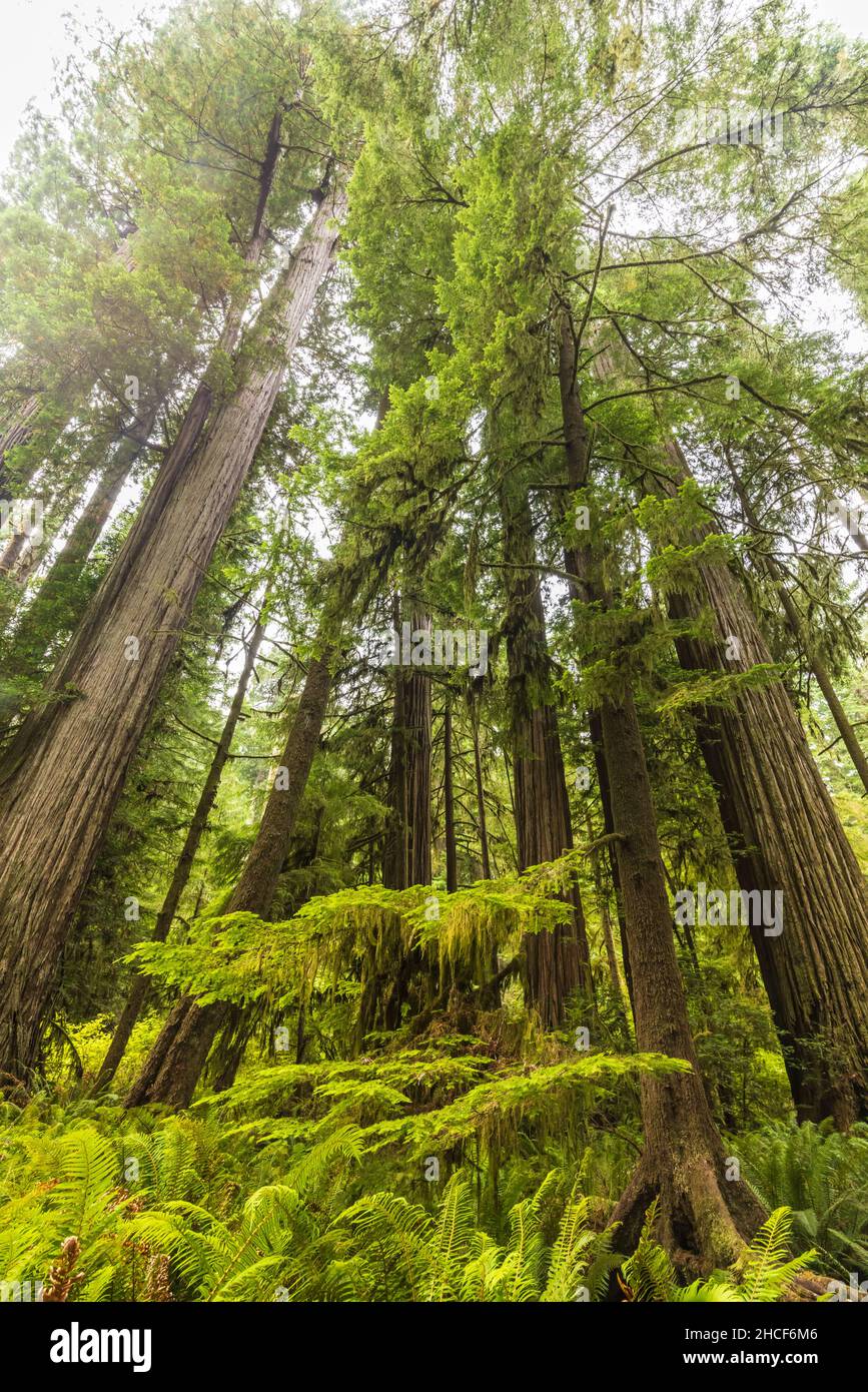 Some of the tallest trees on Earth getting lost in the morning fog in the Simpson Reed Grove in Jedediah Smith Redwoods State Park, Crescent City, Cal Stock Photo