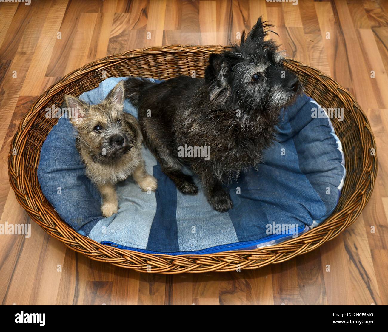 an elderly dog Cairn Terrier and a Cairn Terrier cute puppy are sitting in the same basket Stock Photo