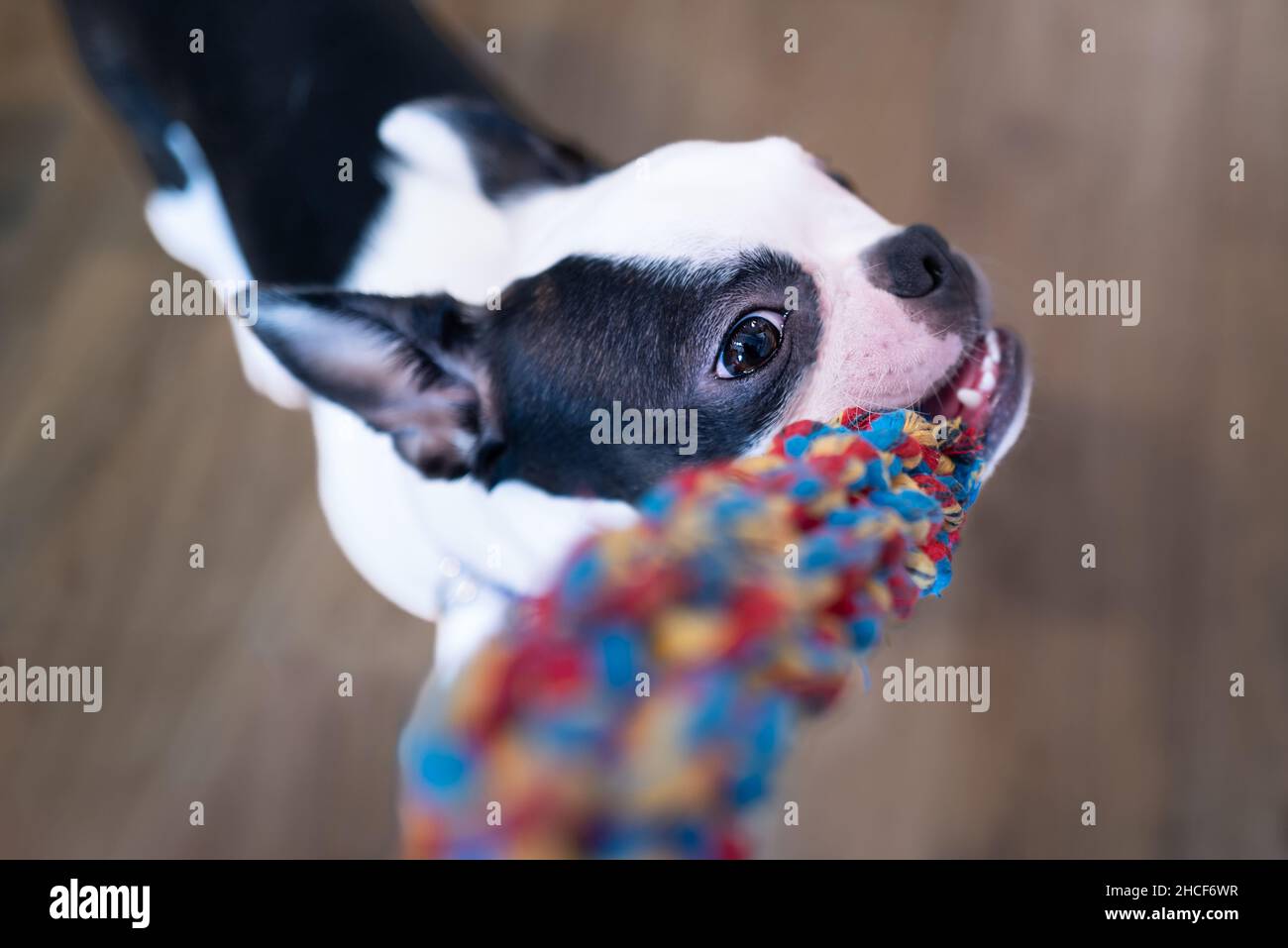 Boston Terrier puppy holding a colourful rope toy in her mouth. She it