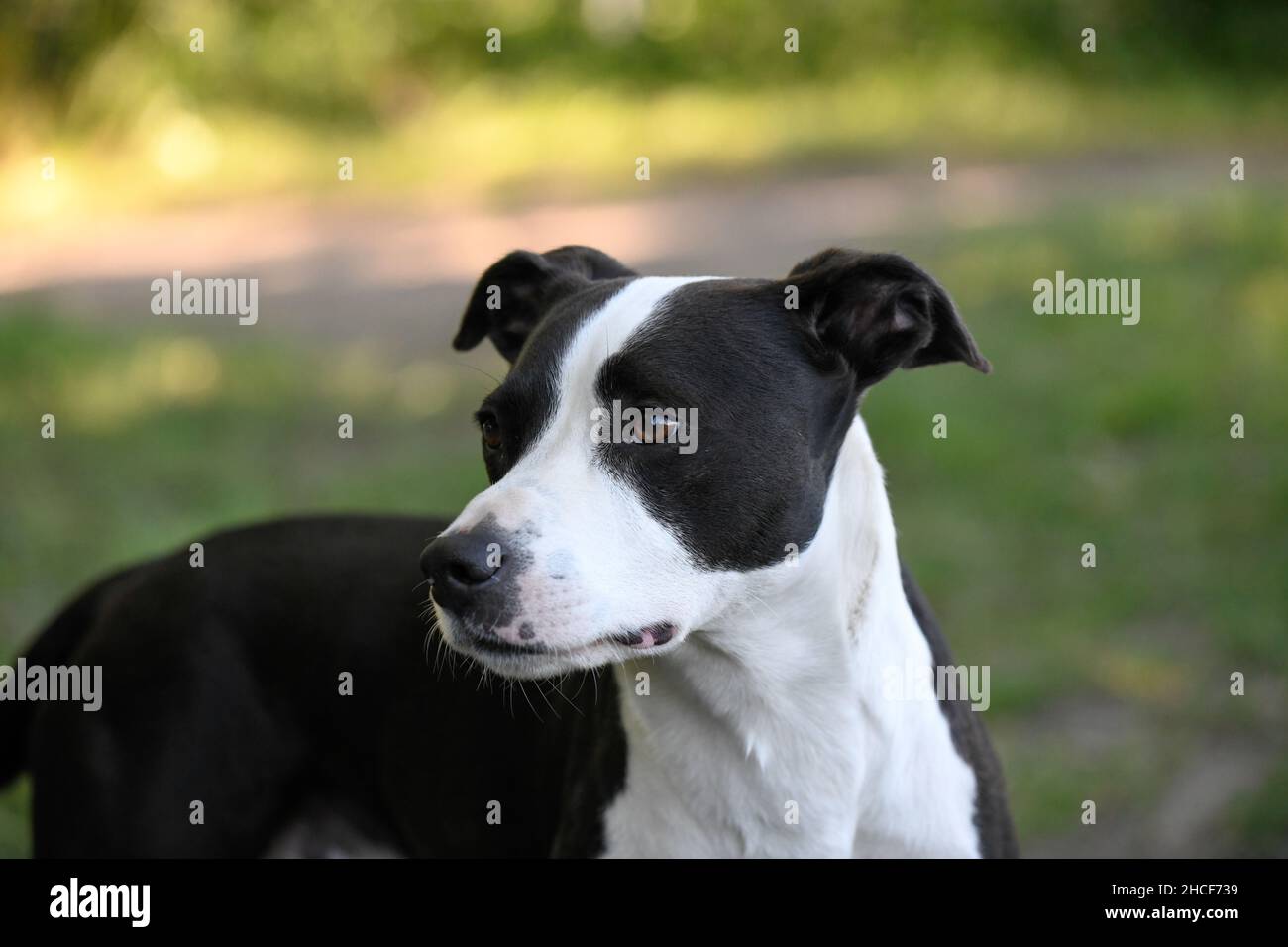 A black and white colored dog stands in a meadow and looks tense to the ...