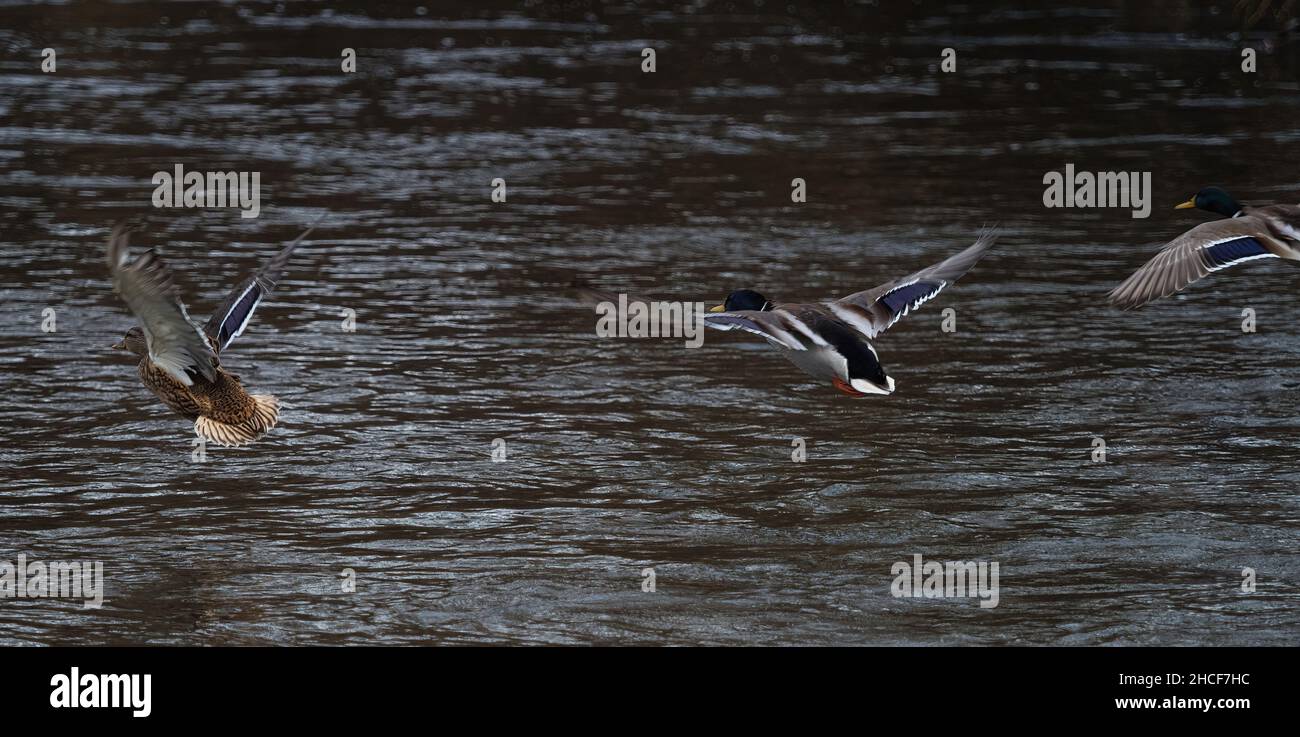 Several ducks flying over Saale river in jena Stock Photo