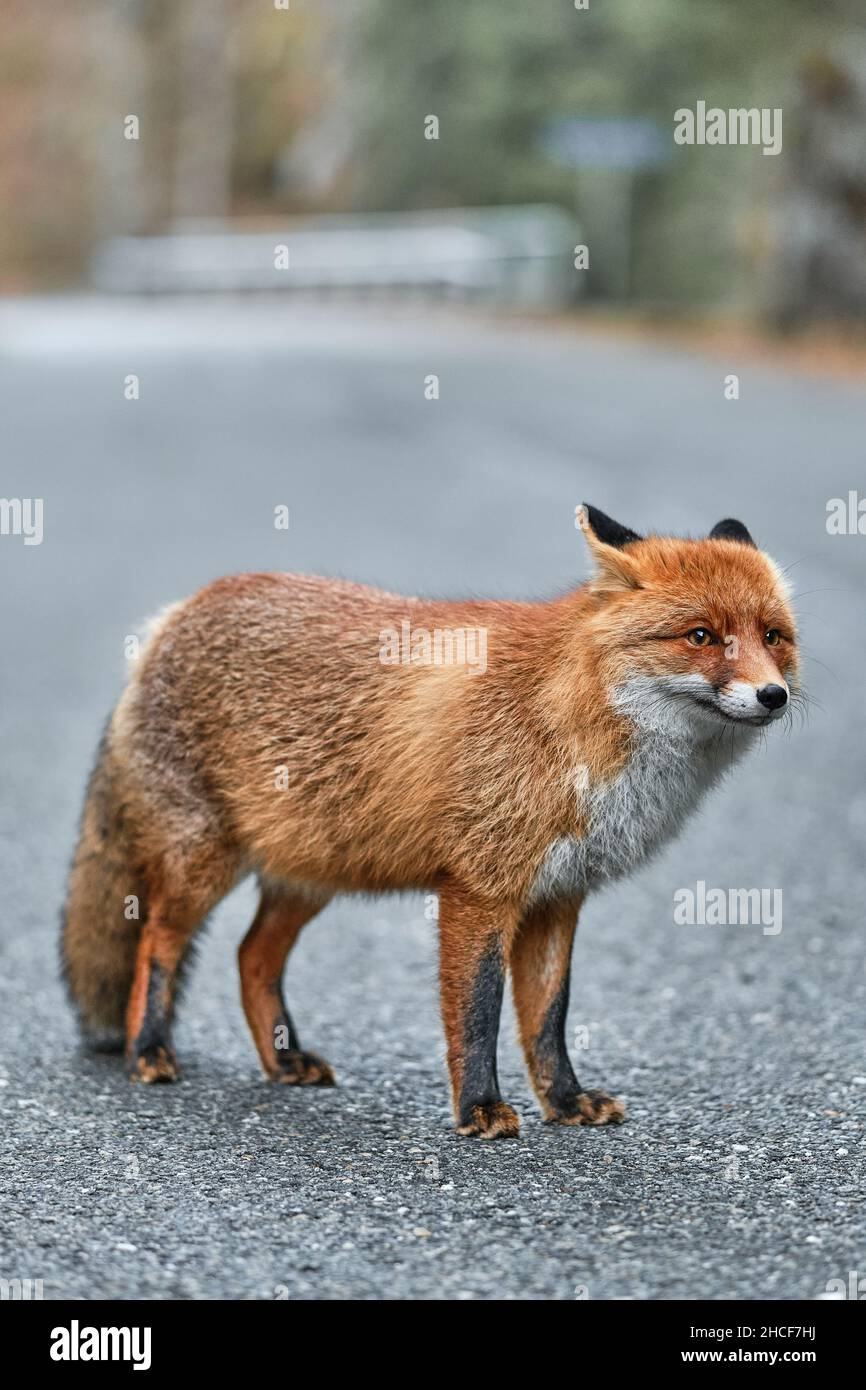 Vertical closeup of a cute little orange fox standing on the asphalt with his ears down Stock Photo