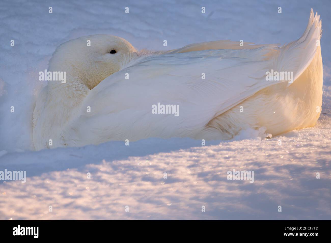 White duck in the snow. Resting American Pekin in sunlight. The Pekin