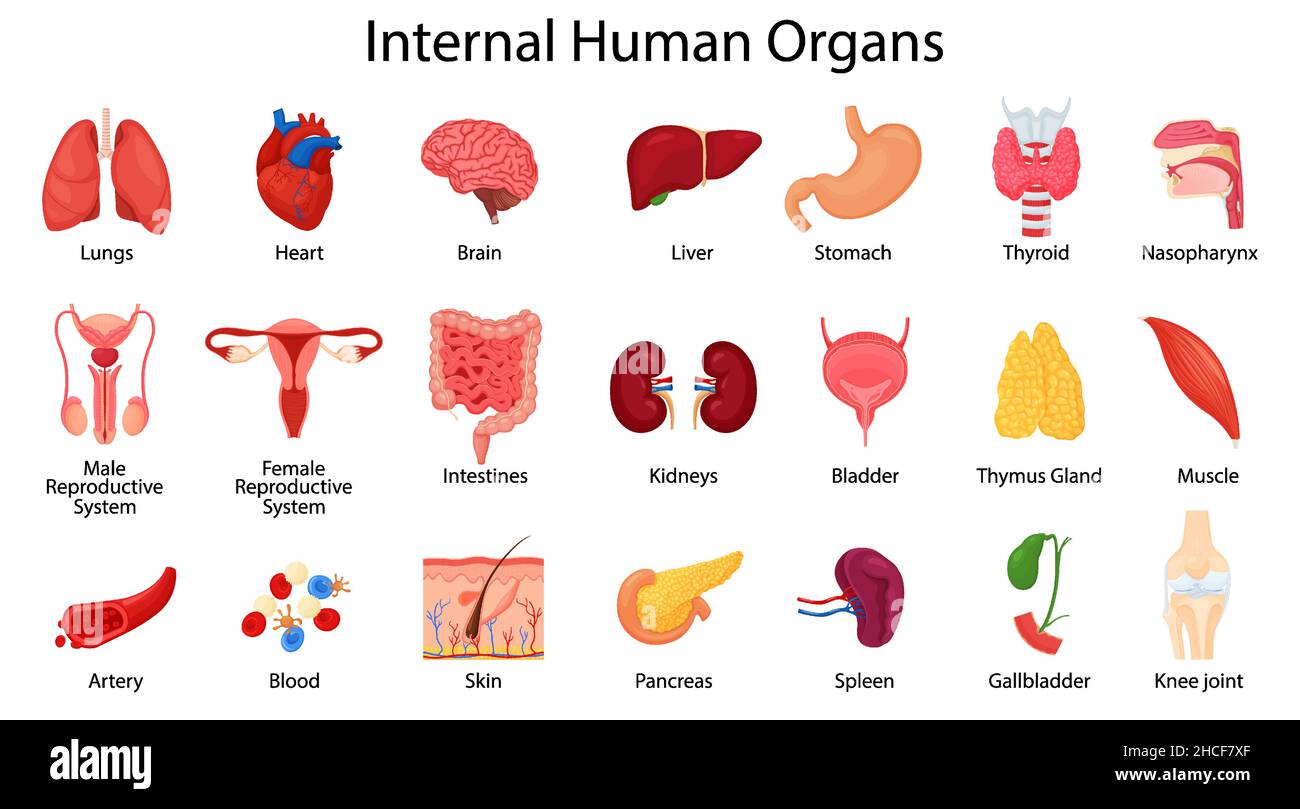 Realistic human internal organs icons set with lungs, kidneys, stomach, intestines, brain, heart, spleen and liver, skin, artery, blood, etc., vector Stock Vector