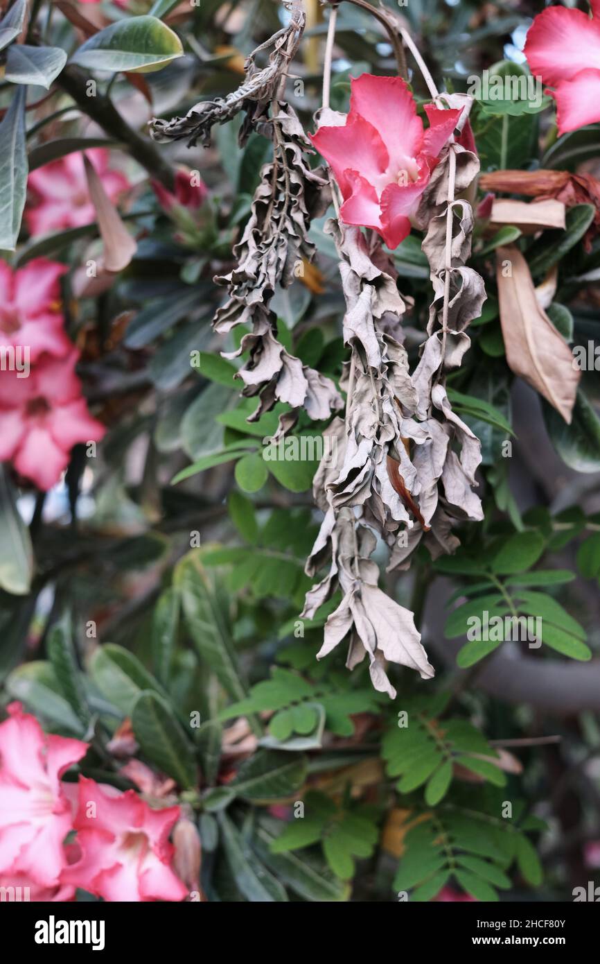 Closeup shot beautiful adenium hi-res stock photography and images - Alamy