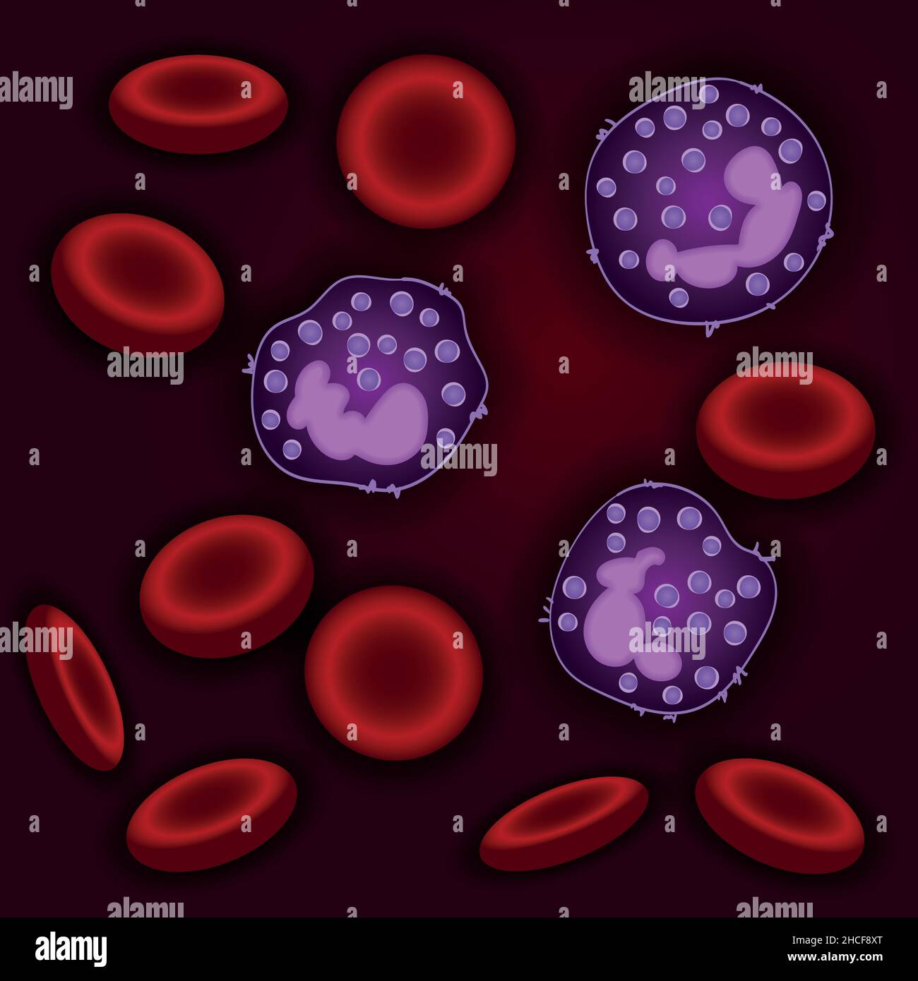Innate immune system: basophils cells in blood, vector illustration Stock Vector