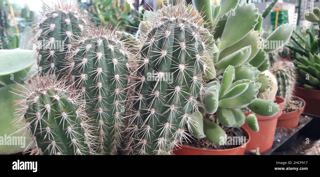 Set of succulents hi-res stock photography and images - Alamy