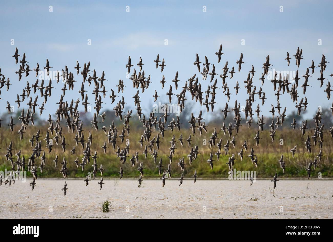 Flock of Long-billed Dowitchers (Limnodromus scolopaceus) flying over a lake. Houston, Texas, USA. Stock Photo