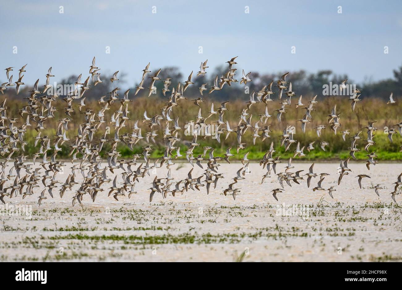 Flock of Long-billed Dowitchers (Limnodromus scolopaceus) flying over a lake. Houston, Texas, USA. Stock Photo