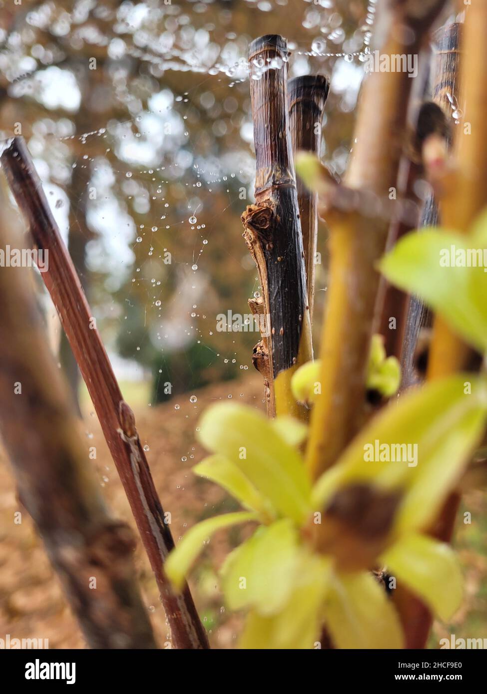 Selective of a spider web on bamboo sticks with waterdrops Stock Photo