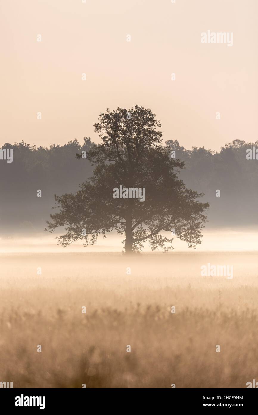 Beautiful lonely tree on foggy hi-res stock photography and images - Alamy