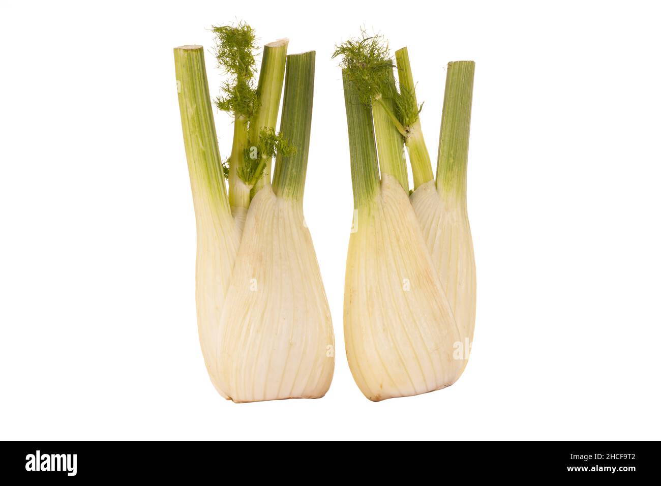 Two fresh Fennel bulbs close up isolated on a white background. Raw